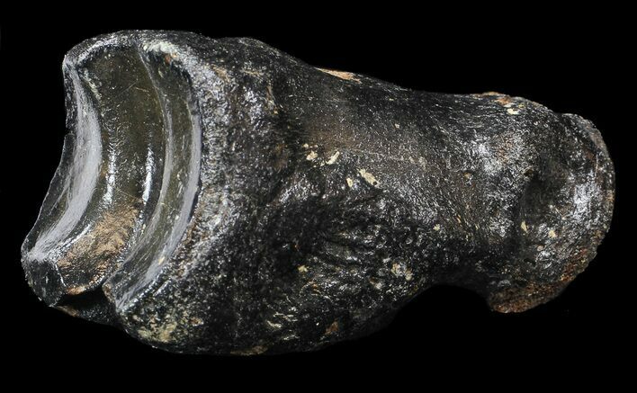 Ice Age Bison Metatarsal (Toe Bone) - North Sea Deposits #43137